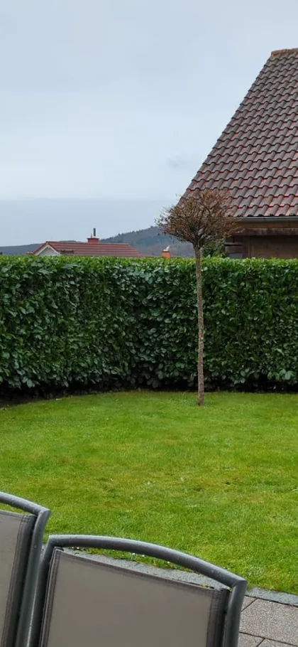 Frisch geschnittene Kirschlorbeerhecke an einem Hausgarten in Bad Endbach